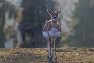 A female blackbuck (Antilope cervicapra) stands in a green meadow on a sunny morning, backlit by