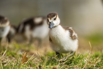 Egyptian goose (Alopochen aegyptiaca) cute chicks on a meadow at the shore of a lake, Bavaria,