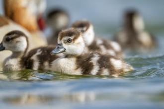 Egyptian goose (Alopochen aegyptiaca) chicks swimming on a lake, Bavaria, Germany