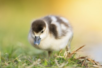 Egyptian goose (Alopochen aegyptiaca) cute chick on a meadow at the shore of a lake, Bavaria,