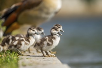 Egyptian goose (Alopochen aegyptiaca) cute chicks on a meadow at the shore of a lake, Bavaria,