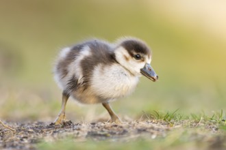 Egyptian goose (Alopochen aegyptiaca) cute chick on a meadow at the shore of a lake, Bavaria,