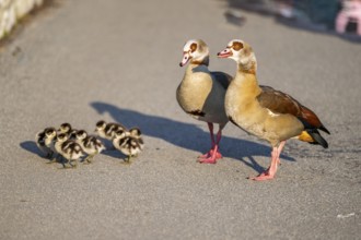 Egyptian goose (Alopochen aegyptiaca) family, mother and father with their chicks at the shore of a