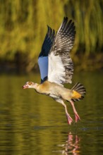 Flying Egyptian goose (Alopochen aegyptiaca) starting from a lake, invasive species, Bavaria,