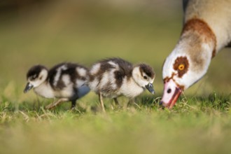 Egyptian goose (Alopochen aegyptiaca) mother with her chicks on a meadow at the shore of a lake,