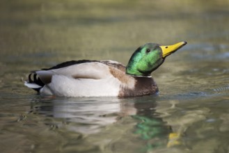 Mallard (Anas platyrhynchos) male on a lake, Bavaria, Germany