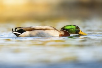 Wild duck (Anas platyrhynchos), male swimming on a lake, Bavaria, Germany Europe
