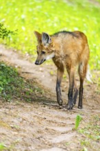 Maned wolf (Chrysocyon brachyurus) walking around, Germany