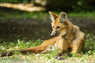 Maned wolf (Chrysocyon brachyurus) lying on the ground, Germany