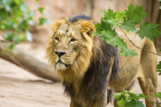 Asiatic lion (Panthera leo persica) male walking around on the ground, captive, Germany