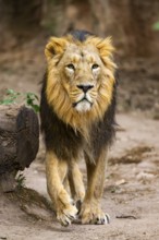 Asiatic lion (Panthera leo persica) male walking around on the ground, captive, Germany