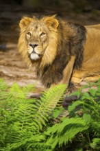 Asiatic lion (Panthera leo persica) male, portrait, captive, Germany