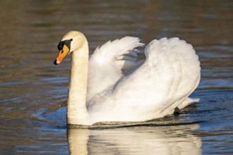 Mute swan (Cygnus olor) swimming on a lake, Bavaria, Germany