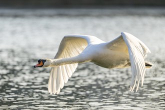 Mute swan (Cygnus olor) starting from the water, flying over a lake, Bavaria, Germany