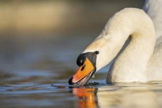 Portrait of a Mute swan (Cygnus olor) swimming on a lake, Bavaria, Germany