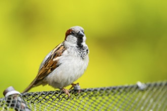 House sparrow (Passer domesticus) sitting on a fence, Bavaria, Germany