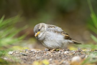 House sparrow (Passer domesticus) youngster sitting on the ground, Bavaria, Germany