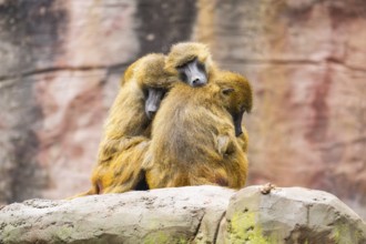 Guinea baboons (Papio papio) sitting in a group and cuddeling each other, captive, Germany