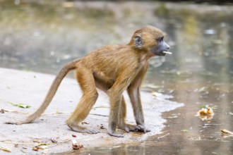 Guinea baboons (Papio papio) youngsters on the ground on the edge of a little lake, monkeys,
