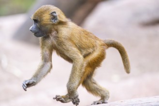 Guinea baboons (Papio papio) youngster, running, monkeys, captive, Germany