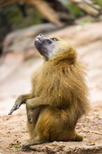 Guinea baboons (Papio papio) sitting on the ground, monkey, captive, Germany