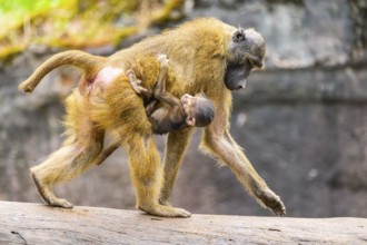 Guinea baboon (Papio papio) mother with her youngster walking, monkey, captive, Germany