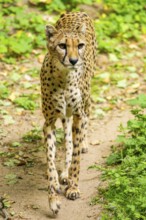 Cheetah (Acinonyx jubatus) walking around on the ground, Germany