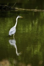 Grey heron (Ardea cinerea) standing in the water at the waters edge, Bavaria, Germany