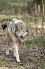 Eurasian wolf (Canis lupus lupus) standing in a forest, Bavaria, Germany