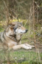 Eurasian wolf (Canis lupus lupus) lying in a forest, Bavaria, Germany