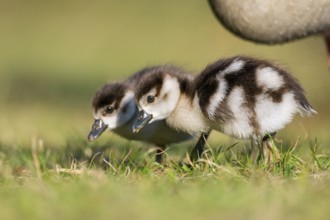 Egyptian goose (Alopochen aegyptiaca) cute chicks on a meadow at the shore of a lake, Bavaria,