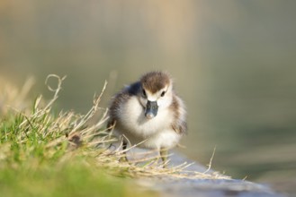 Egyptian goose (Alopochen aegyptiaca) cute chick on a meadow at the shore of a lake, Bavaria,