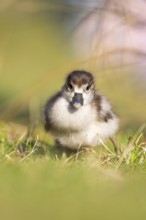Egyptian goose (Alopochen aegyptiaca) cute chick on a meadow at the shore of a lake, Bavaria,