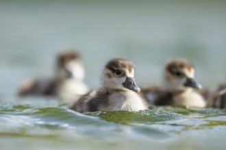 Egyptian goose (Alopochen aegyptiaca) chicks swimming on a lake, Bavaria, Germany