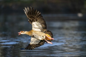Flying Egyptian goose (Alopochen aegyptiaca) starting from a lake, invasive species, Bavaria,