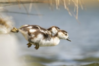 Two cute Egyptian goose (Alopochen aegyptiaca) chicks jumping into a lake, Bavaria, Germany