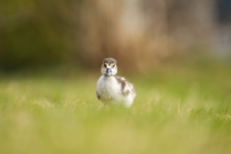 Egyptian goose (Alopochen aegyptiaca) cute chick on a meadow at the shore of a lake, Bavaria,