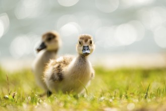 Egyptian goose (Alopochen aegyptiaca) cute chicks on a meadow at the shore of a lake, Bavaria,