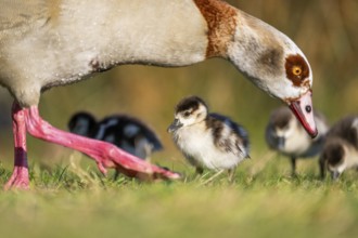 Egyptian goose (Alopochen aegyptiaca) mother with her chicks on a meadow at the shore of a lake,