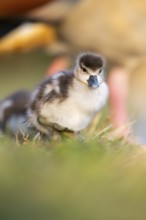 Egyptian goose (Alopochen aegyptiaca) cute chick on a meadow at the shore of a lake, Bavaria,