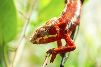 Red Panther chameleon (Furcifer pardalis) in a bush, captive, Bavaria, Germany