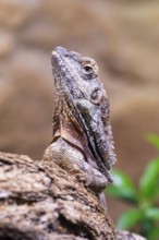Close-up of a frill-necked lizard (Chlamydosaurus kingii) on a tree