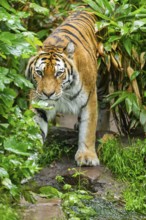 Siberian tiger (Panthera tigris tigris) walking through bushes on a rainy day, captive, Germany