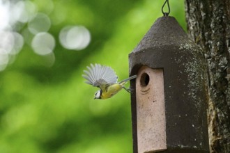 Eurasian blue tit (Cyanistes caeruleus) flying away from a bird house, Bavaria, Germany