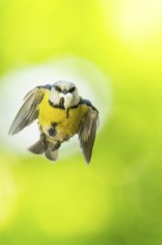 Eurasian blue tit (Cyanistes caeruleus) flying, Bavaria, Germany, Europe: