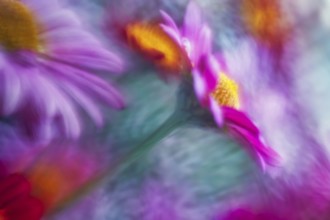 Artistic close-up of an Aster (Aster), showing its delicate petals and yellow center, captured with