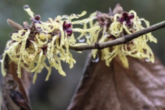 Witch hazel (Hamamelis mollis Pallida), Emsland, Lower Saxony, Germany