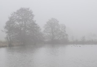 Pond landscape with black alder (Alnus glutinosa) in the fog, Emsland, Lower Saxony, Germany