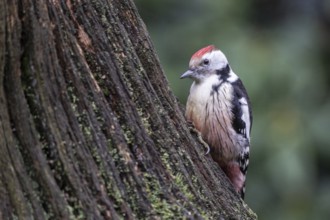 Middle Spotted Woodpecker (Leiopicus medius), Emsland, Lower Saxony, Germany