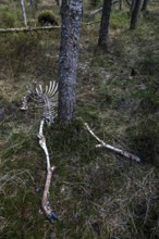 The remains of red deer (Cervus elaphus) taken by wolves (Canis lupus), prey, hunting success,